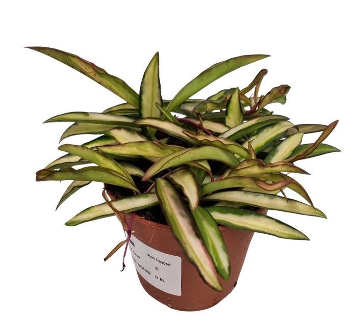 <h4>HOYA WA TRICOLOR</h4>