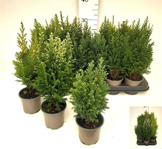 <h4>CHAM L MIX P9</h4>