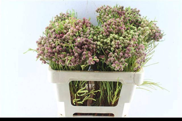 <h4>BERZELIA LANUGINOSA</h4>