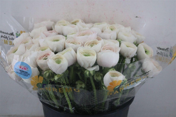 <h4>Ran Cloni Sup Hanoi</h4>