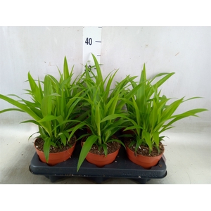 Chlorophytum com. 'Lemon'