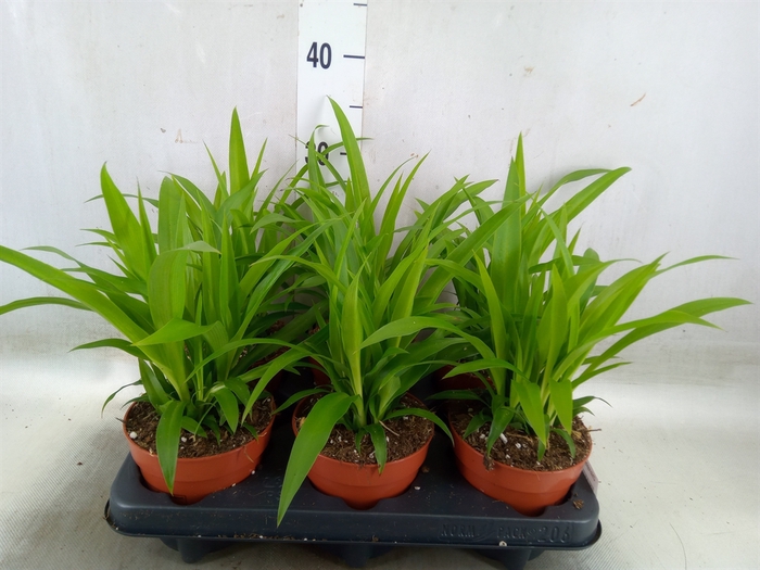<h4>Chlorophytum com. 'Lemon'</h4>