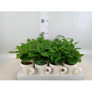 Coffea arabica
