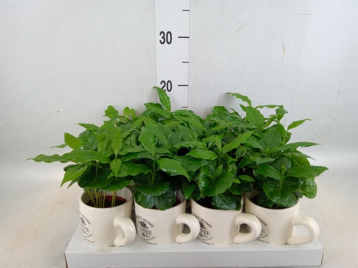 <h4>Coffea arabica</h4>