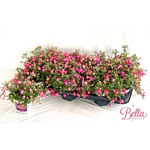FUCHSIA B F  NIKITA