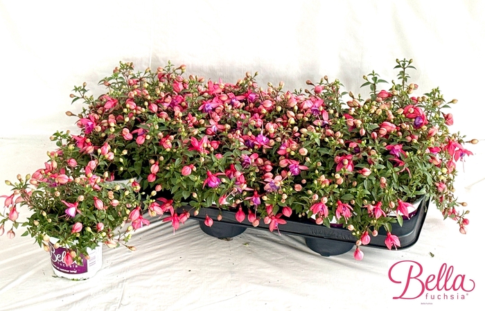 <h4>FUCHSIA B F  NIKITA</h4>