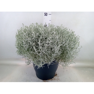 Leucophyta brownii