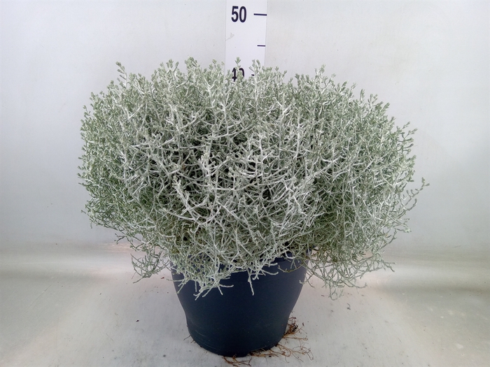 <h4>Leucophyta brownii</h4>