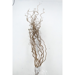 CORYL AV CONTORTA 2 JARIG 180CM