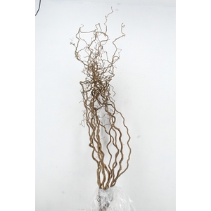 CORYL AV CONTORTA 2 JARIG 180CM