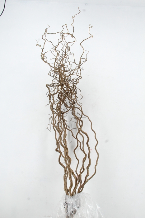 <h4>CORYL AV CONTORTA 2 JARIG 180CM</h4>