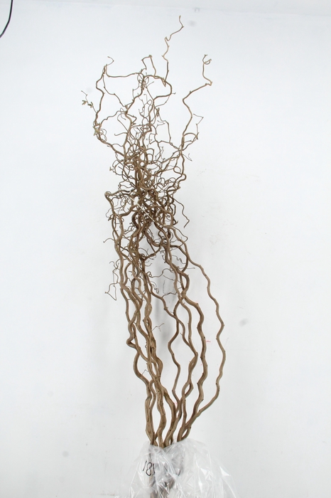 <h4>CORYL AV CONTORTA 2 JARIG 180CM</h4>