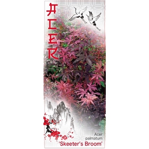 Acer palmatum 'Skeeters Broom' P26 Full CC