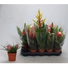 arr8 Bromelia Gem