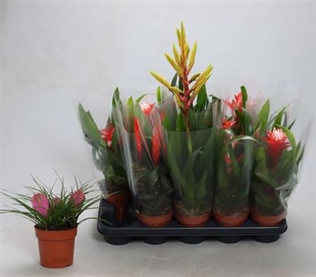 arr8 Bromelia Gem