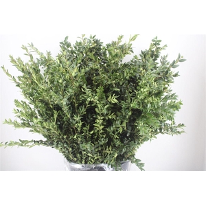 Buxus Green P Bunch