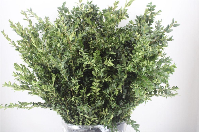 <h4>Buxus Green P Bunch</h4>