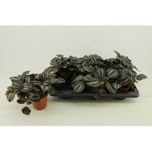 PILEA NORFOLK