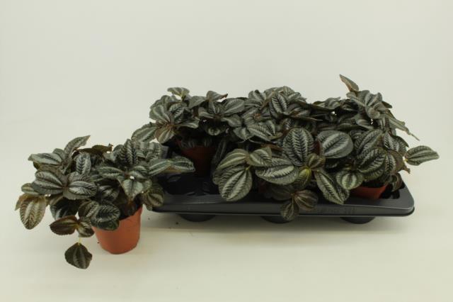 <h4>PILEA NORFOLK</h4>