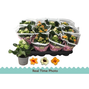 KAL GE GEM TWEEKL BL