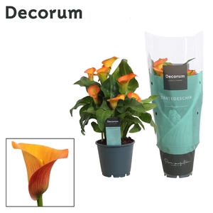 Zantedeschia (Calla) Oranje (Decorum)