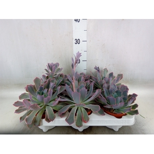 Echeveria   ...mix