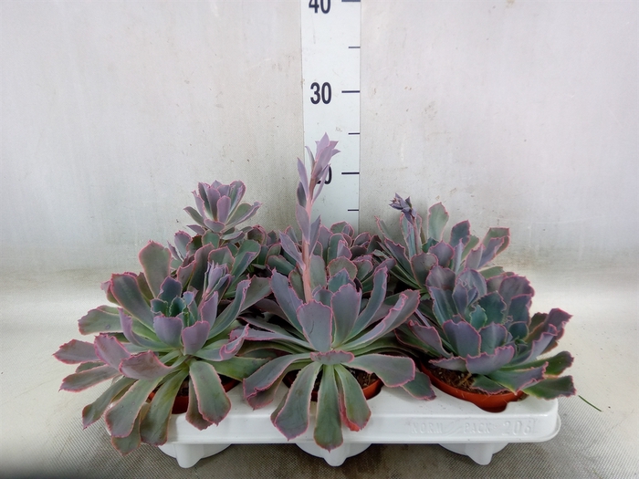 <h4>Echeveria   ...mix</h4>