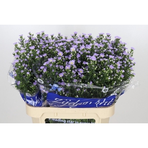 ASTER UNIV. 'CASSANDRA'