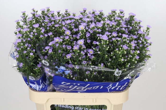 <h4>ASTER UNIV. 'CASSANDRA'</h4>