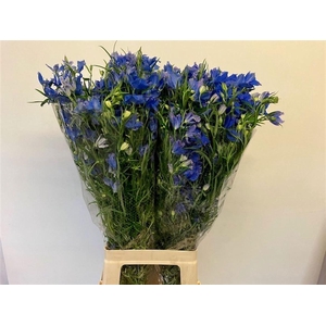 DELPH EN ENERGY BLUE