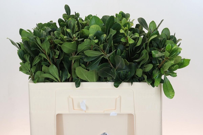 <h4>Pittosporum Nurit</h4>