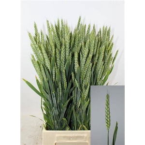 Triticum Aestivum P Bunch