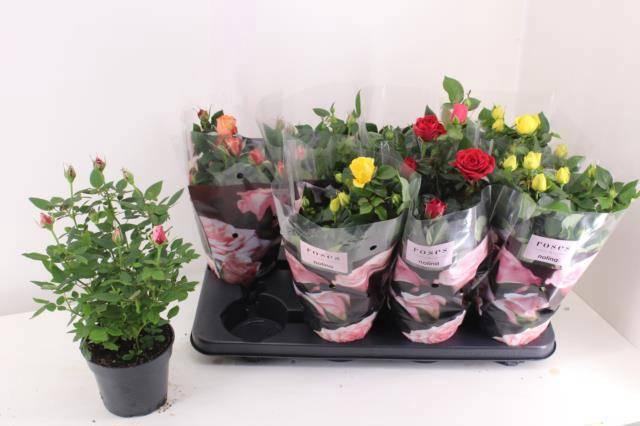 <h4>RO PATHIT GEM 5 SRT</h4>