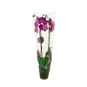 Signature Phal Midnight Rambler 2T16+