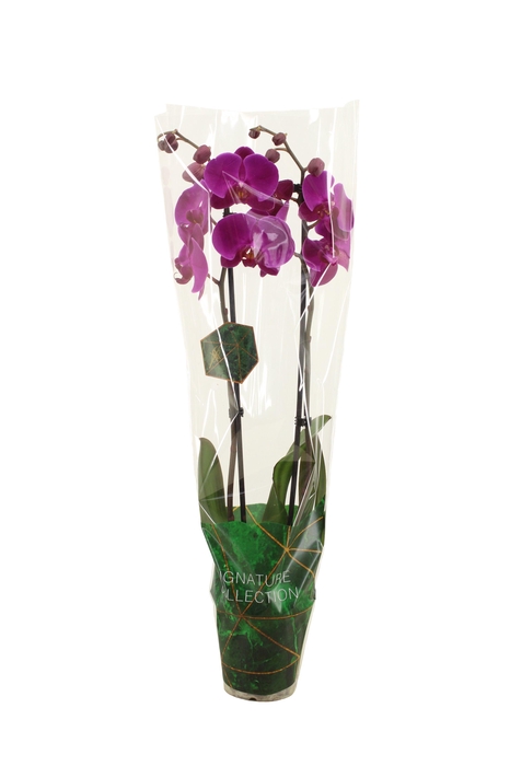 <h4>Signature Phal Midnight Rambler 2T16+</h4>