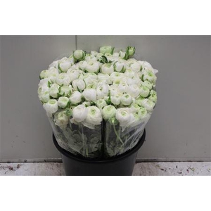 Ranunculus Elegance White