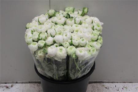<h4>Ranunculus Elegance White Extra</h4>