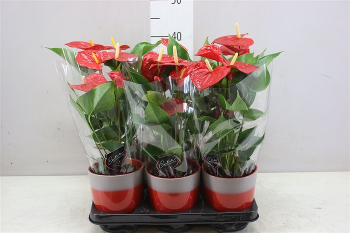 <h4>Anth An Rood In Toronto Keramiek</h4>
