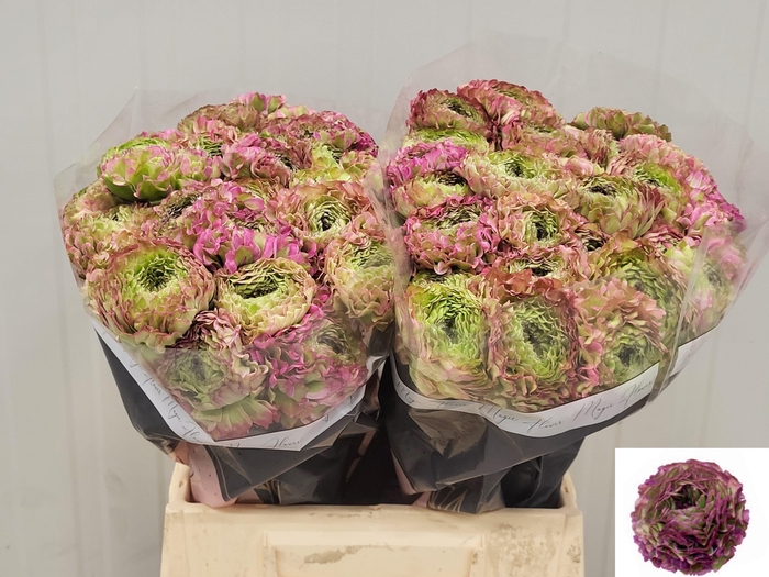 <h4>RAN PON PON MALVA</h4>