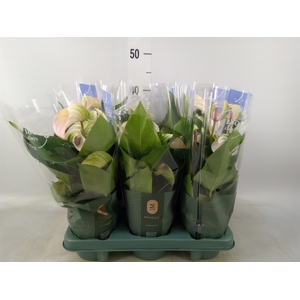 Anthurium  'Joli Pulse'