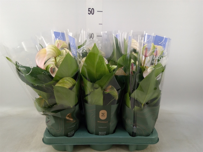 <h4>Anthurium  'Joli Pulse'</h4>