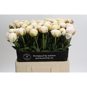 Paeonia Odile