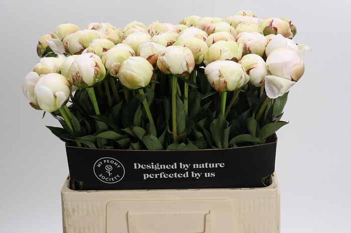 Paeonia Odile