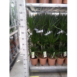 Dracaena marg.