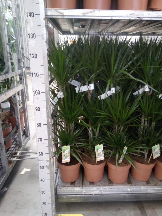 <h4>Dracaena marg.</h4>
