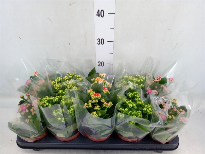 <h4>Kalanchoe blos.   ..rosebud mix  5</h4>