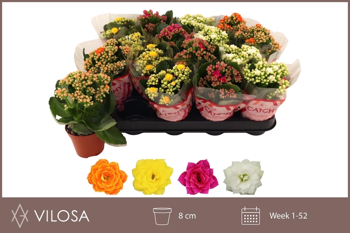 <h4>KAL GE GEM 4 KL</h4>