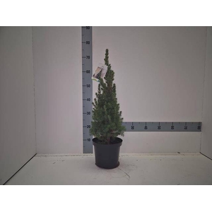 PICEA GL CONICA
