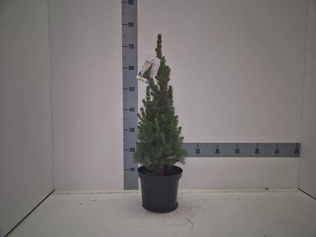 <h4>PICEA GL CONICA</h4>