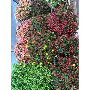HYPERICUM SONSTIG